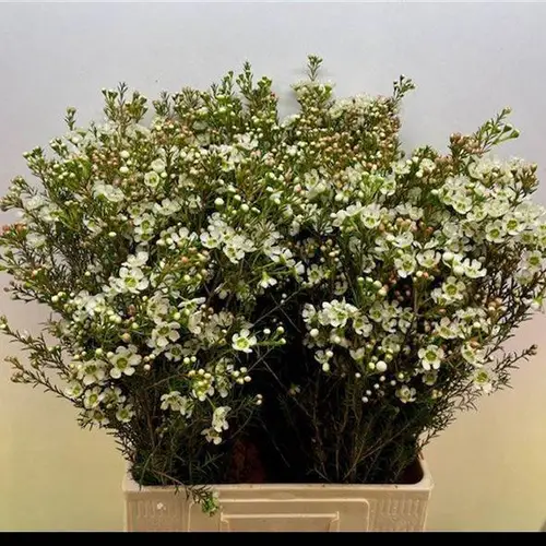 Wachsflower creme/weiss Sirius 40 Gramm 70cm