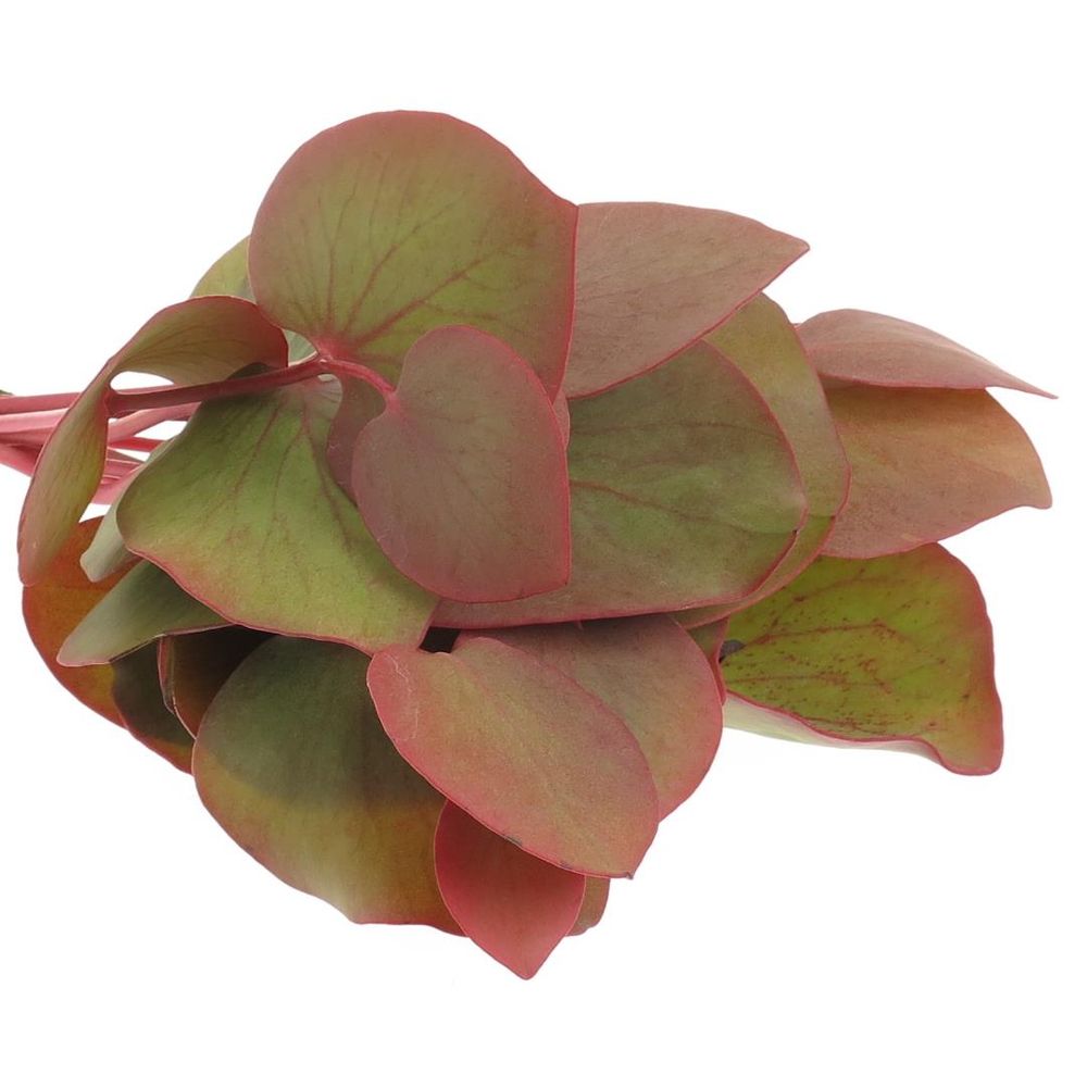 Cordata Blatt grün/rot 40cm 