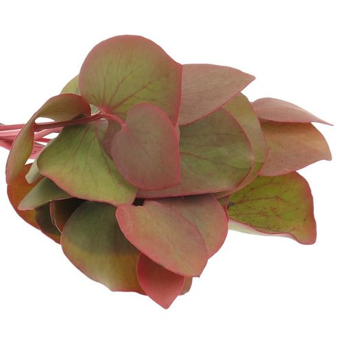 Cordata Blatt grün/rot 40cm 