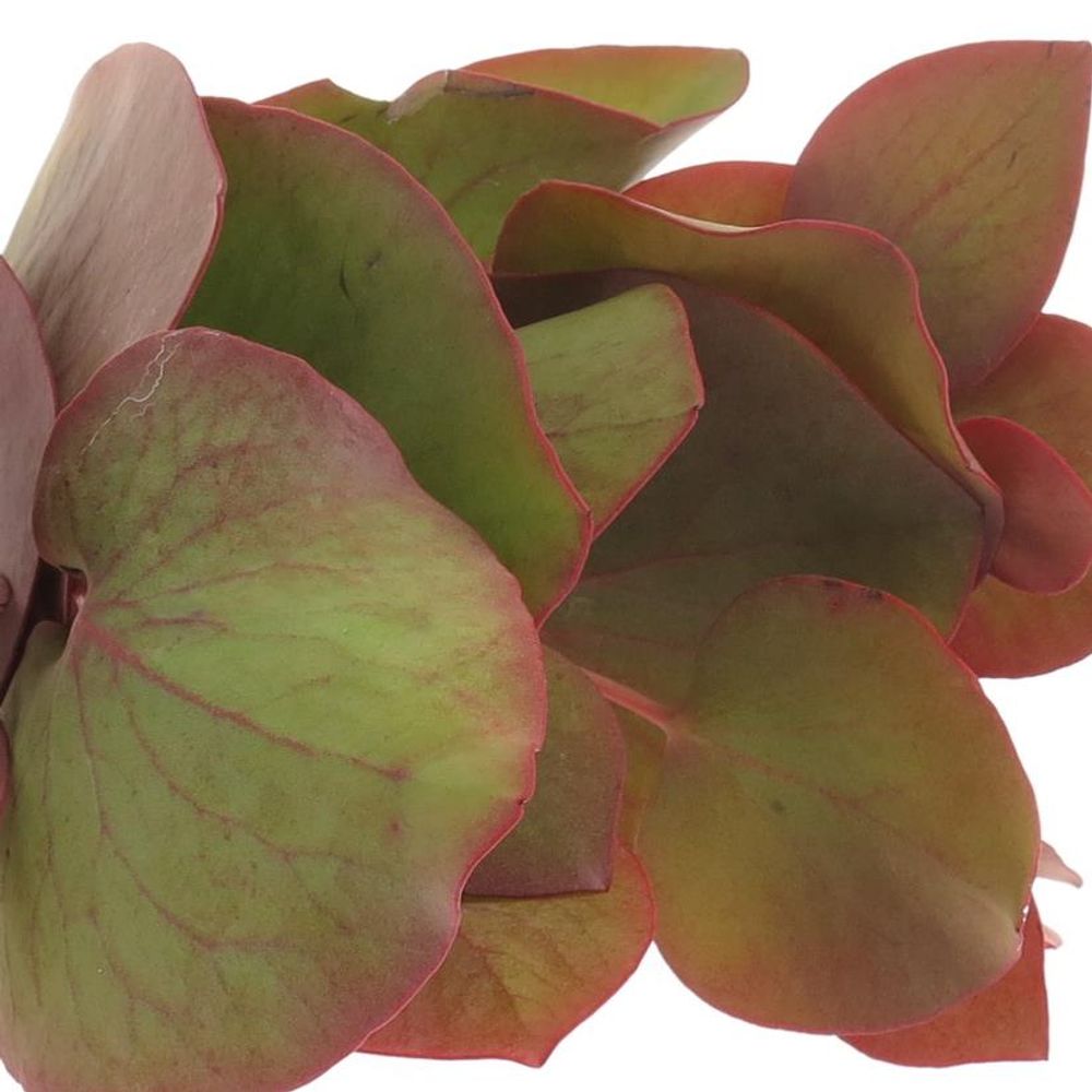 Cordata Blatt grün/rot 40cm 