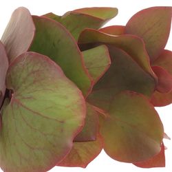 Cordata Blatt grün/rot 40cm 