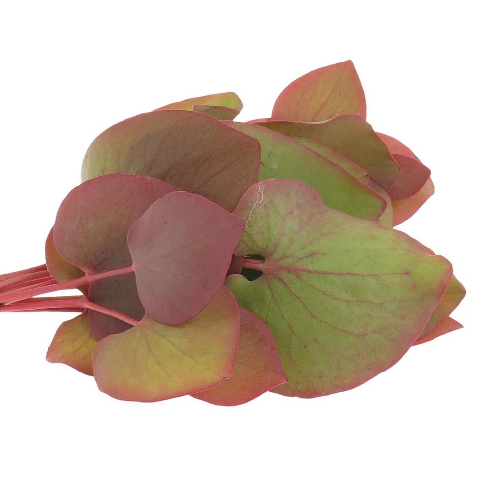 Cordata Blatt grün/rot 40cm 