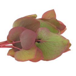 Cordata Blatt grün/rot 40cm 