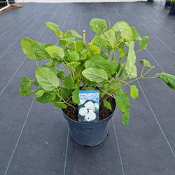 Hydrangea weiss Annabelle T26 H060
