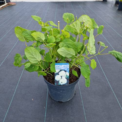 Hydrangea weiss Annabelle T26 H060