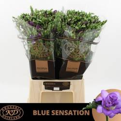 Freesie blau gefüllt Senation 24 Gramm