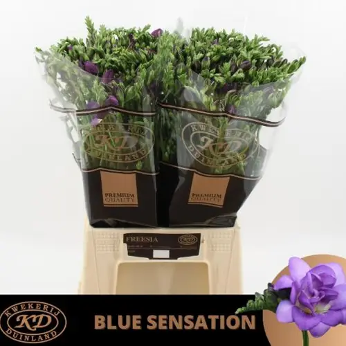Freesie blau gefüllt Senation 24 Gramm