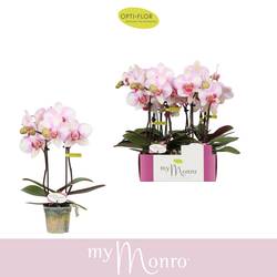 Phal.2-R rosa MyMonro T07 H025