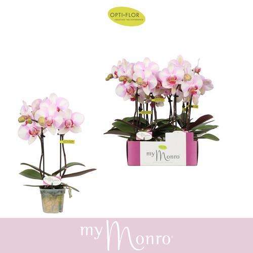 Phal.2-R rosa MyMonro T07 H025