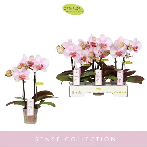 Phal.2-R rosa/weiss MyMonro T07 H025