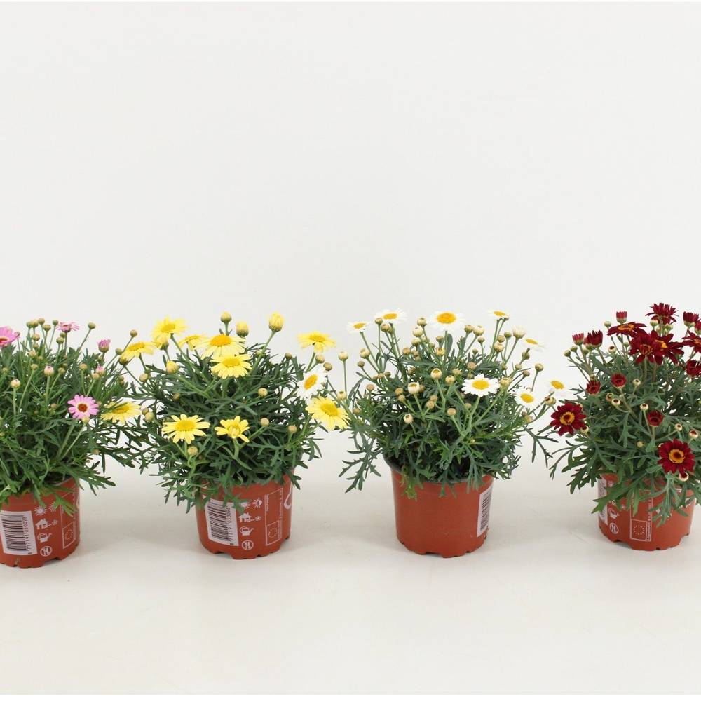 Margerite mix T10,5 H025
