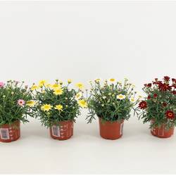 Margerite mix T10,5 H025
