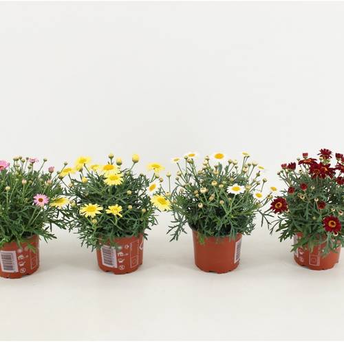 Margerite mix T10,5 H025