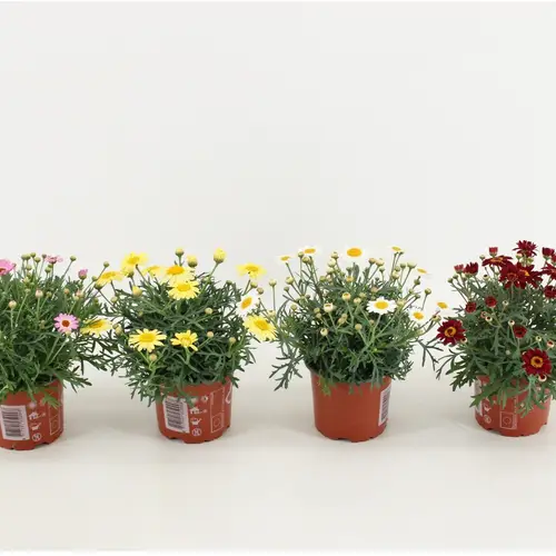 Margerite mix T10,5 H025