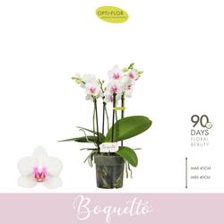 Phal.3-5R weiss Boquetto Passion T12 H040