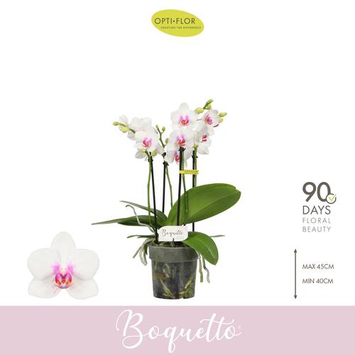Phal.3-5R weiss Boquetto Passion T12 H040