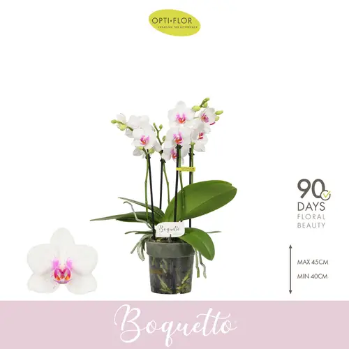 Phal.3-5R weiss Boquetto Passion T12 H040