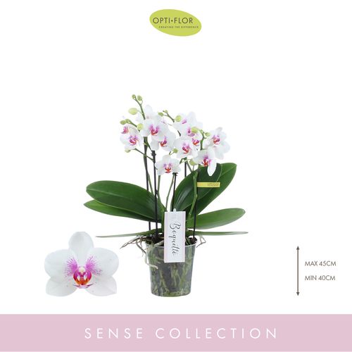 Phal.3-5R weiss Boquetto Passion T12 H35