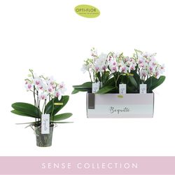 Phal.3-5R weiss Boquetto Passion T12 H35