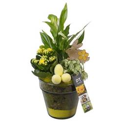 Spath.Arr PTPG9395 Ostern T13 H033