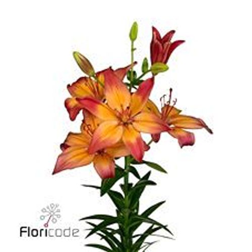 Lilie asiatisch rot/orange Hearts 4+Blüte 80cm