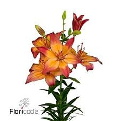 Lilie asiatisch rot/orange Hearts 4+Blüte 80cm