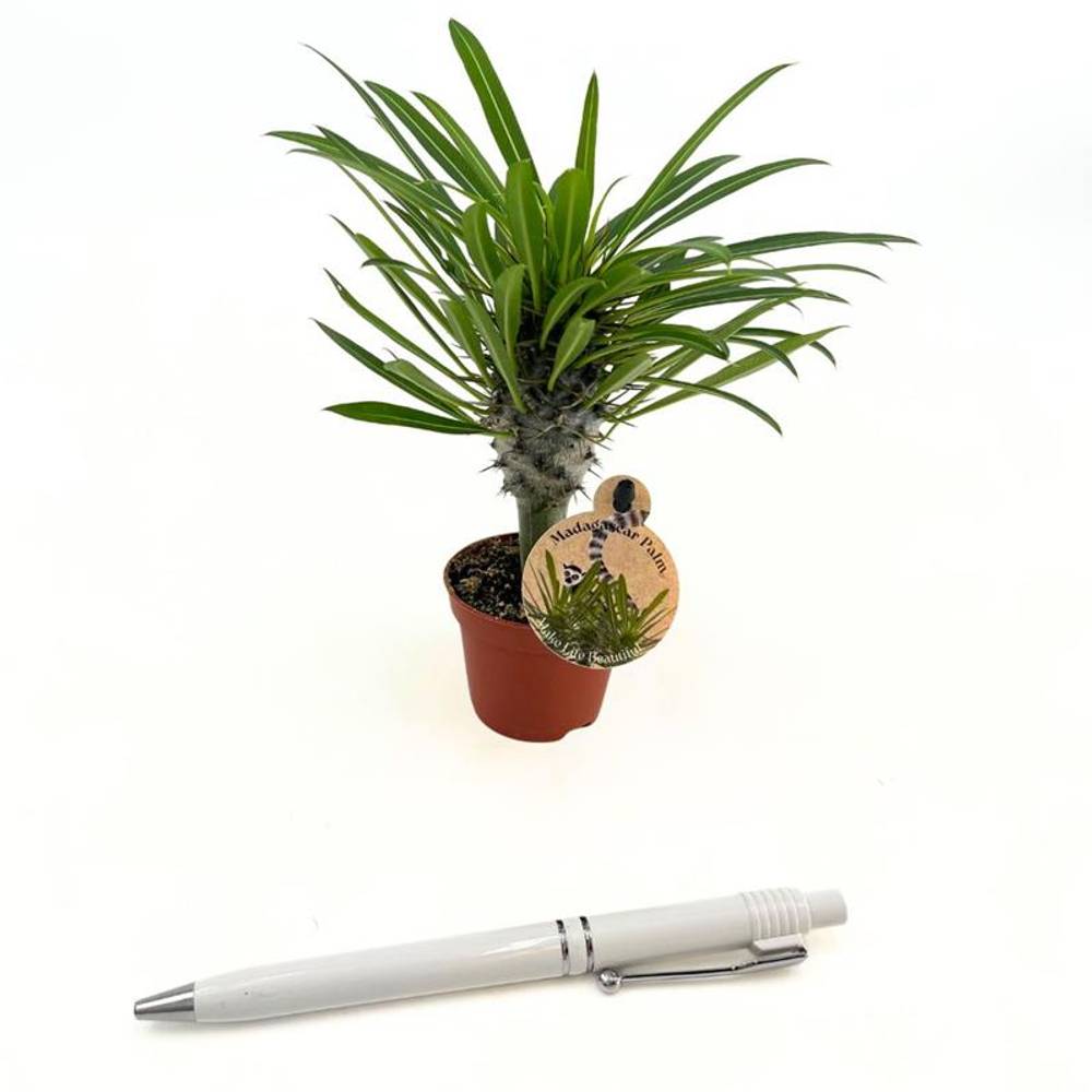 Pachypodium Lamerei T06 H010