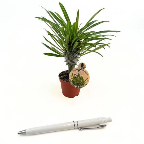 Pachypodium Lamerei T06 H010