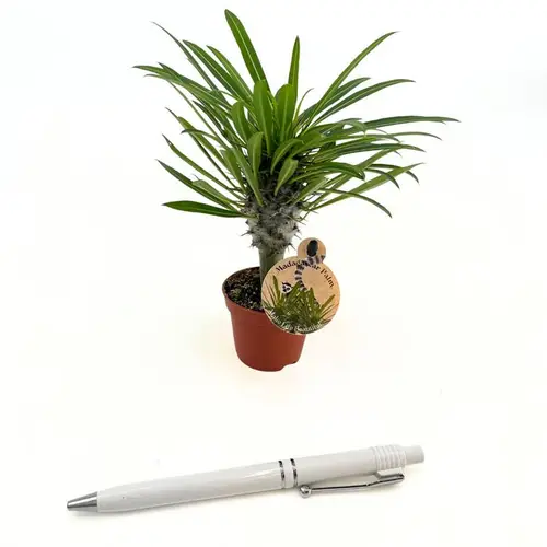 Pachypodium Lamerei T06 H010