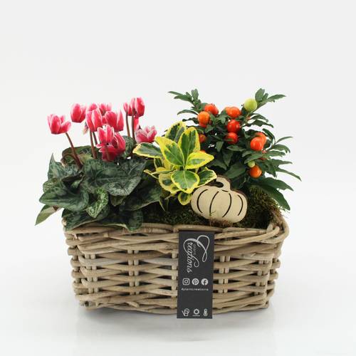 Garten.Arr-2503 Herbst T27 H025