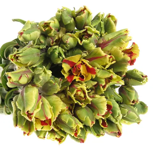 Tulpe Freiland Flaming Parrot 16 Gramm 25cm