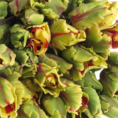 Tulpe Freiland Flaming Parrot 16 Gramm 25cm