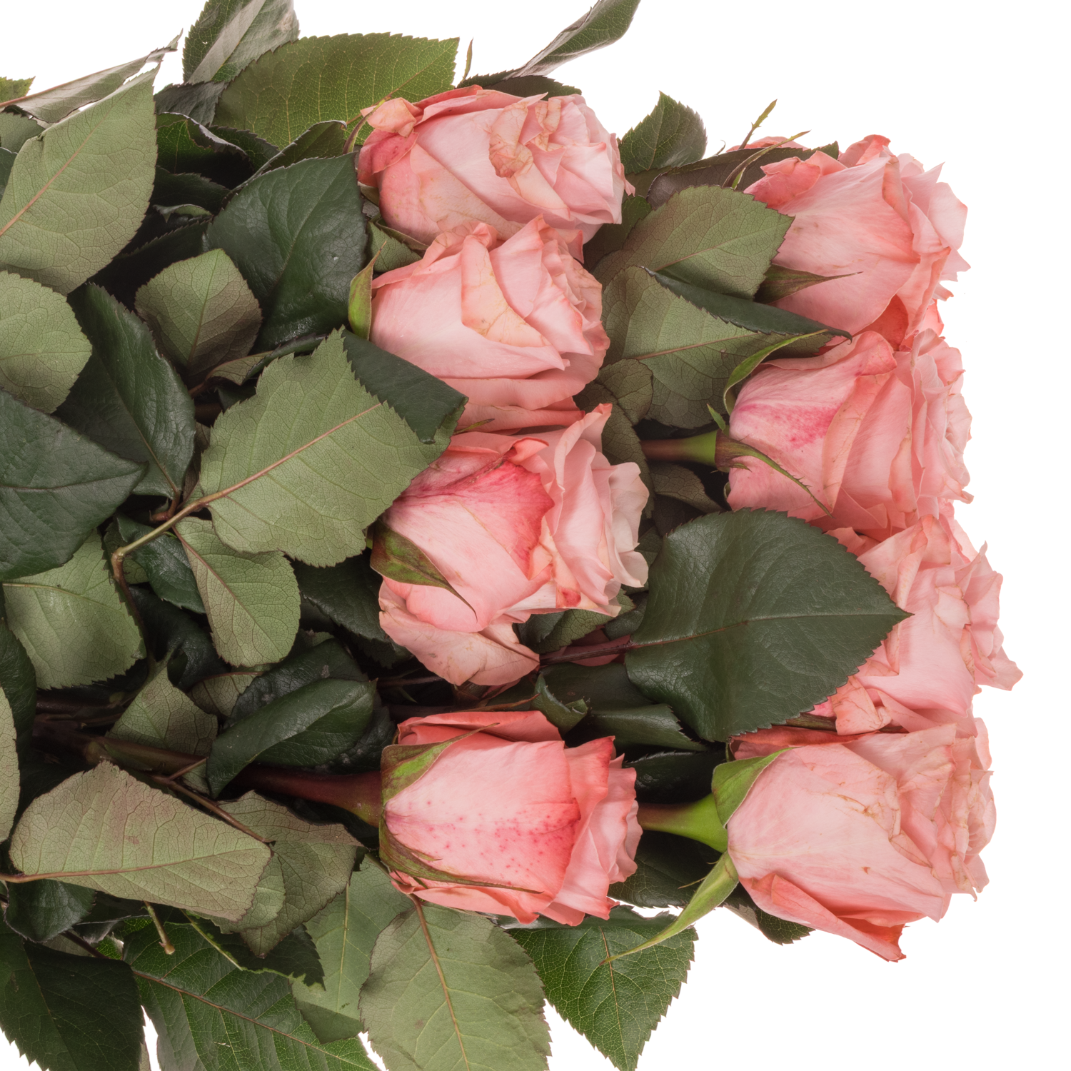 Rose rosa Be Sweet (Ec) 70cm