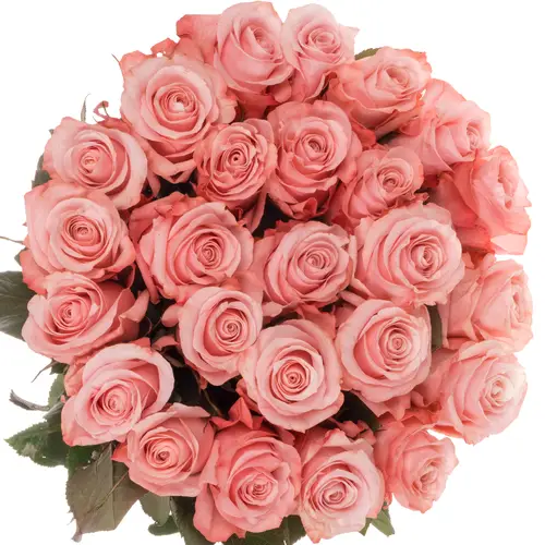 Rose rosa Be Sweet (Ec) 70cm