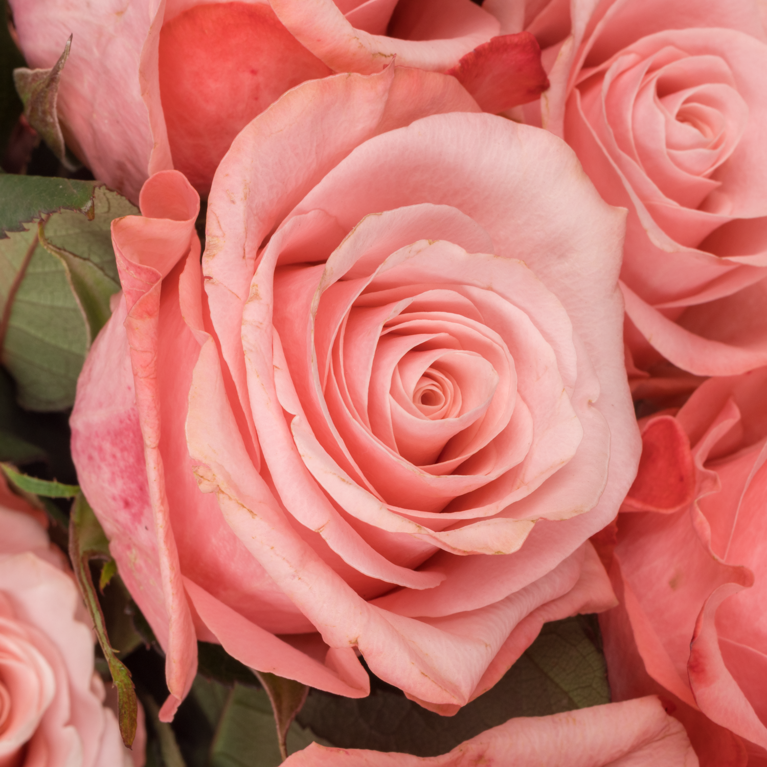 Rose rosa Be Sweet (Ec) 70cm