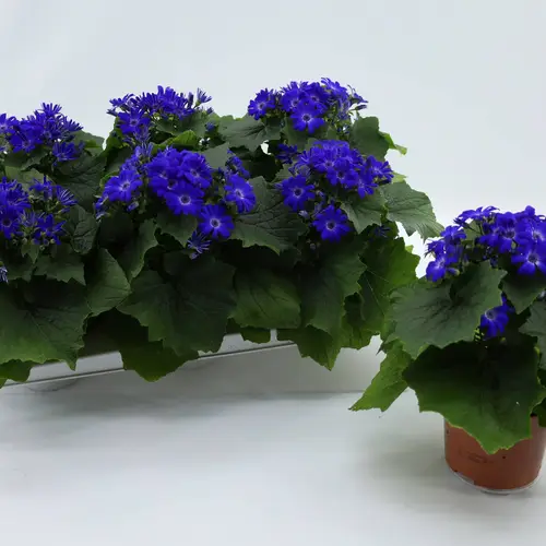 Pericallis blau T13 H027