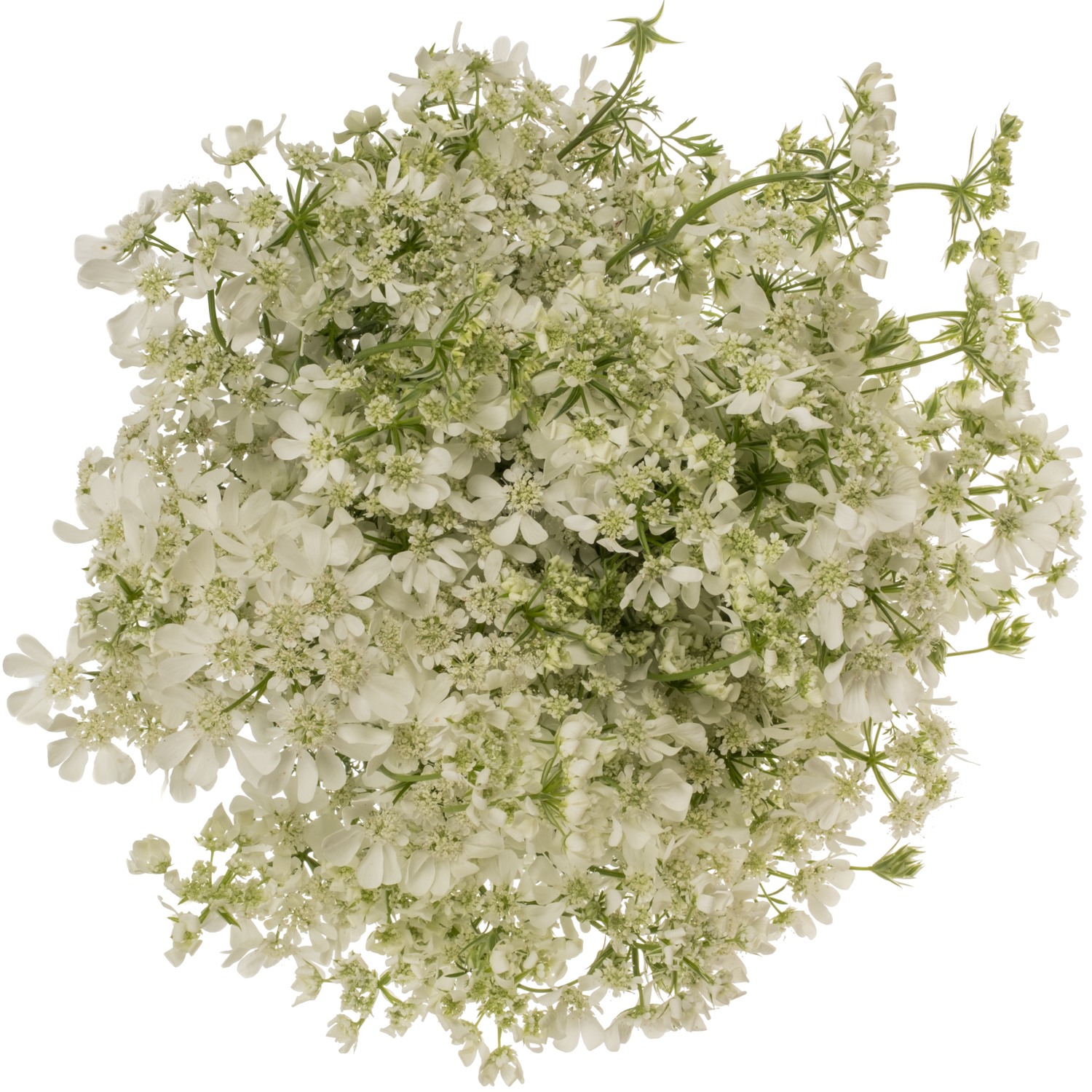 Orlaya weiss White Finch 80cm