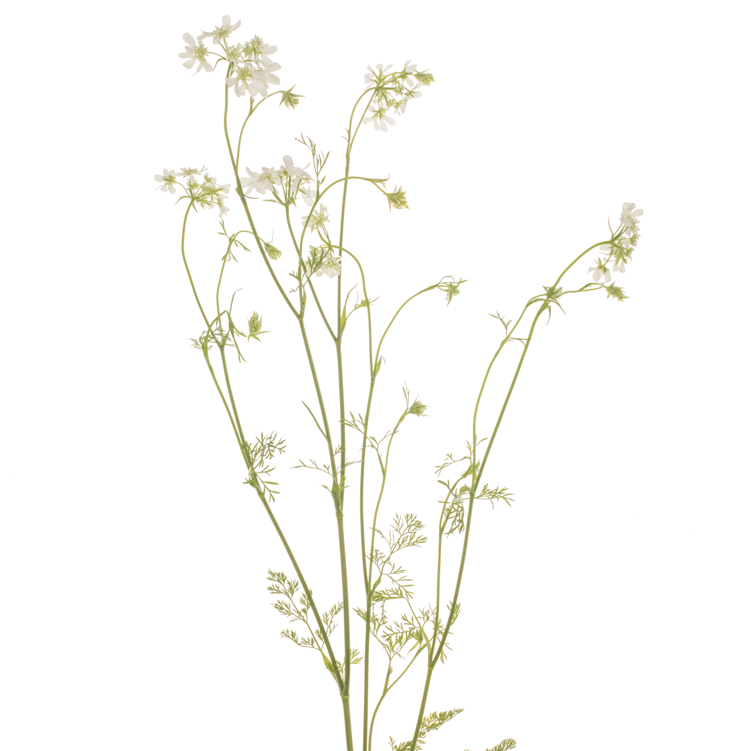 Orlaya weiss White Finch 80cm