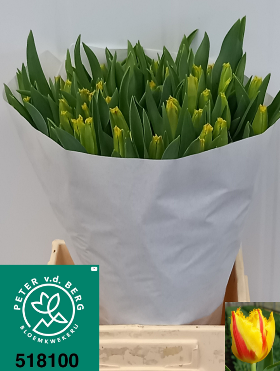 Tulpe gelb/rot fr Party clown 46 Gramm