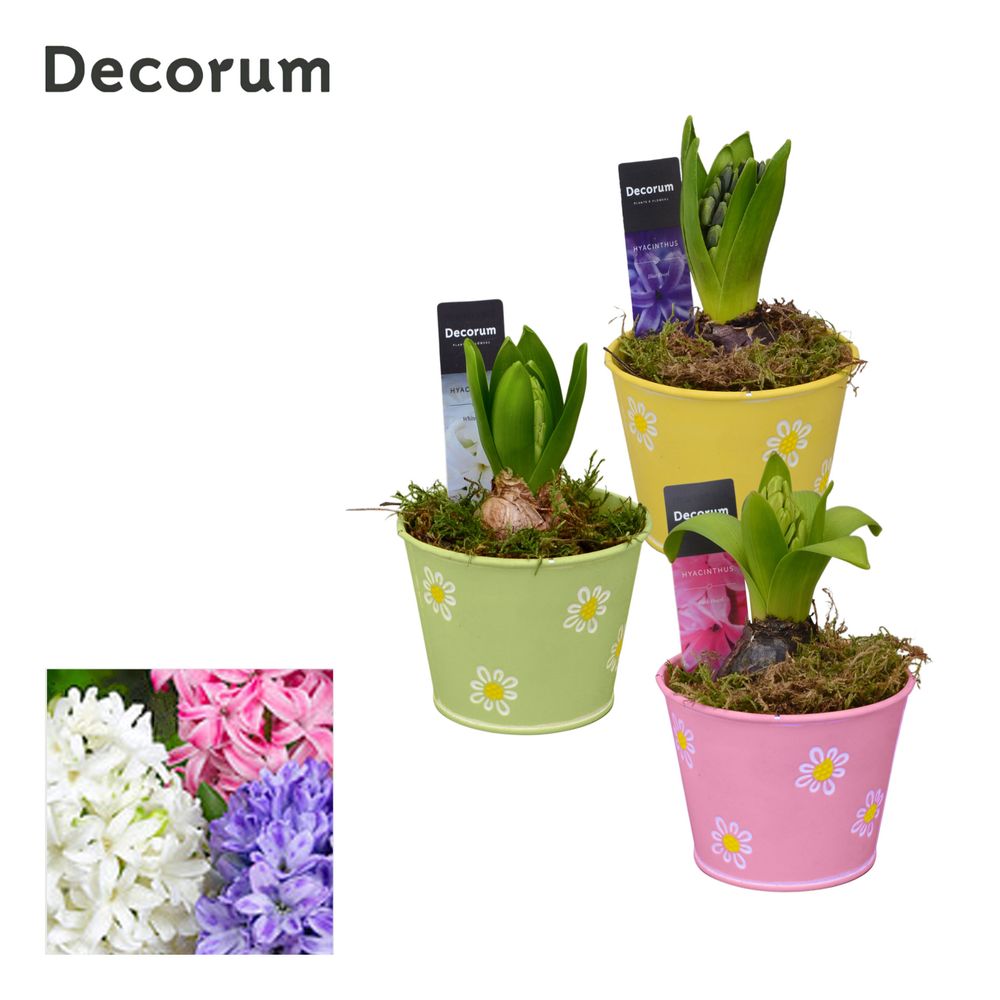 Hyac.1er mix Zink Fleur HL13473 T10 H16