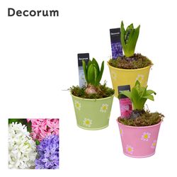 Hyac.1er mix Zink Fleur HL13473 T10 H16
