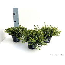 Erica Darl rosa T11 H18