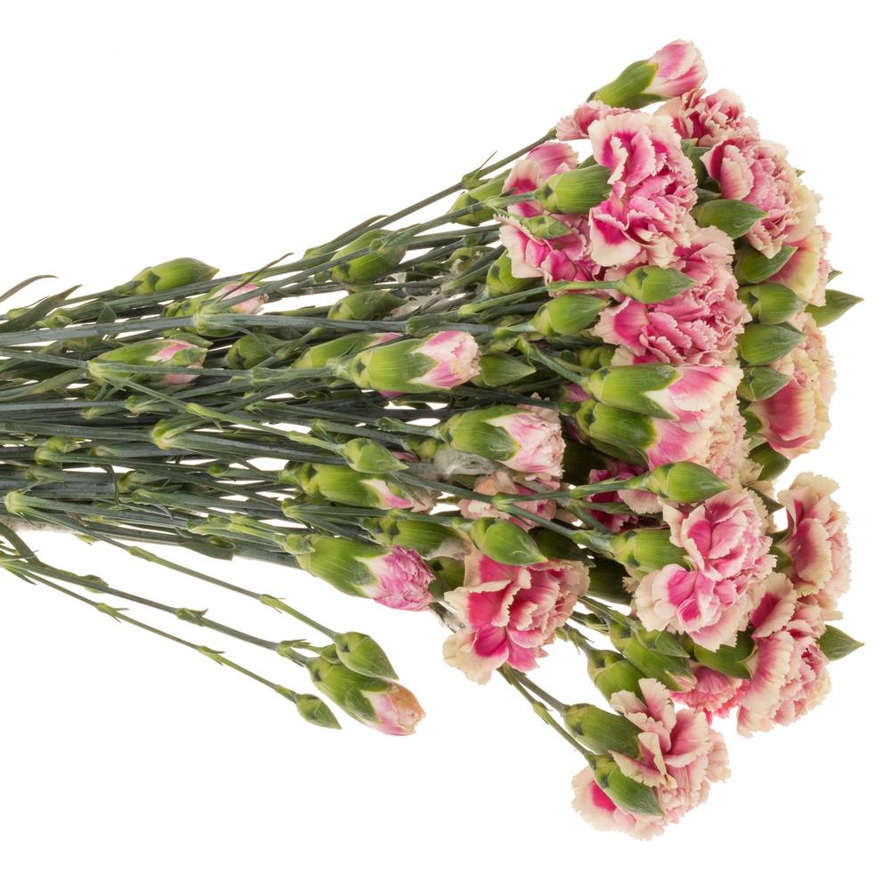 Spraynelke rosa/gelb Spring 60cm X20