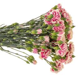 Spraynelke rosa/gelb Spring 60cm X20