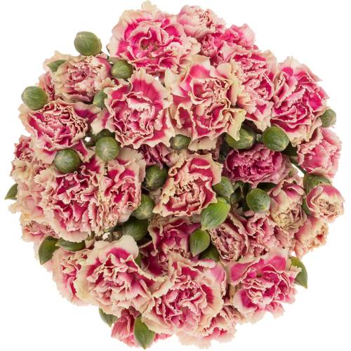 Spraynelke rosa/gelb Spring 60cm X20