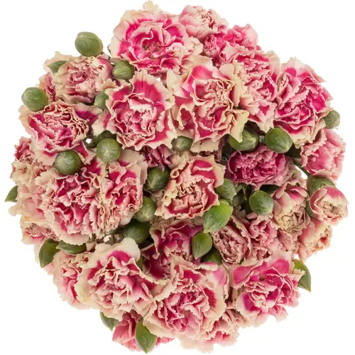Spraynelke rosa/gelb Spring 60cm X20