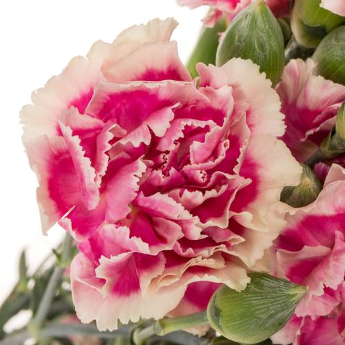 Spraynelke rosa/gelb Spring 60cm X20