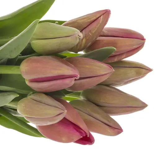 Franz.rosa La Romaine 71 Gramm 50cm