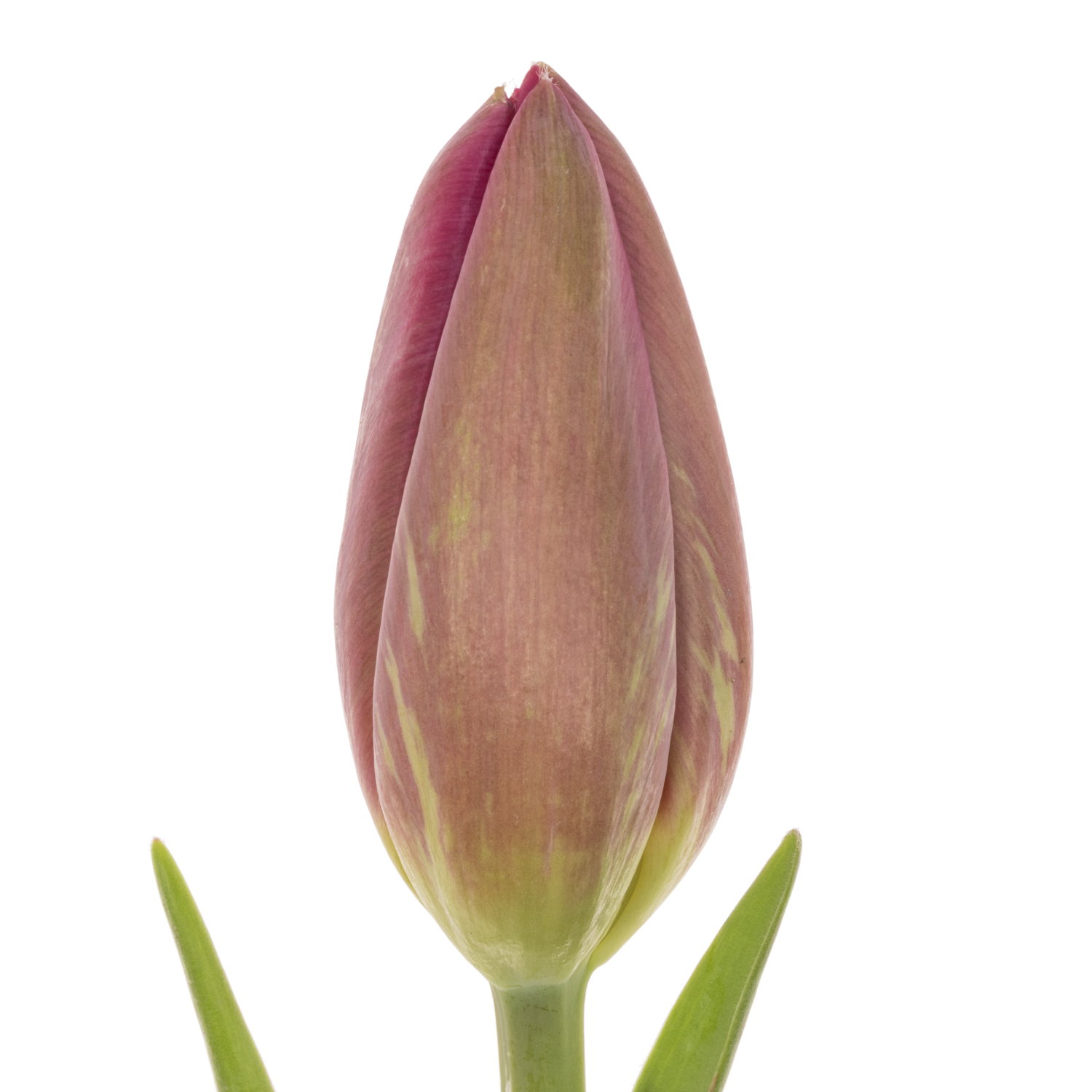 Franz.rosa La Romaine 71 Gramm 50cm