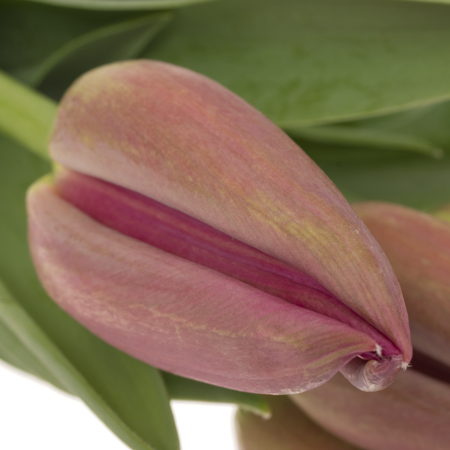 Franz.rosa La Romaine 71 Gramm 50cm